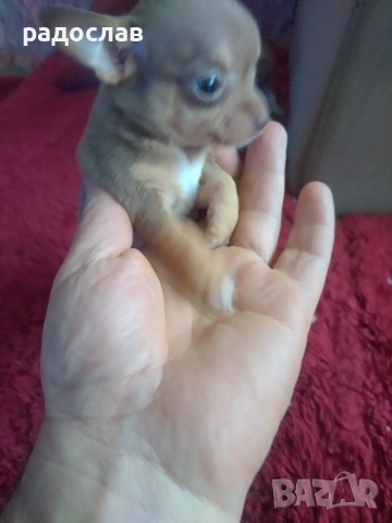 малки кутрета пинчер чихуахуа , снимка 9 - Чихуахуа - 54281247