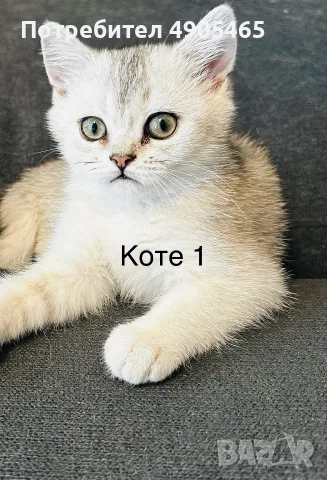Британско късокосместо коте, снимка 2 - Британска късокосместа - 55506439