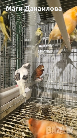 Свободни папагали, снимка 10 - Папагали - 54031471