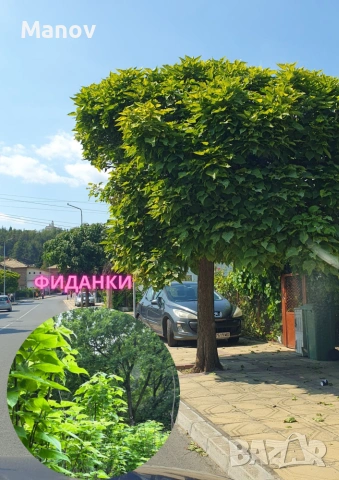 Каталпа фиданки