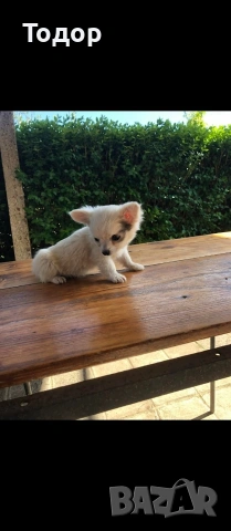 Продавам мини чихуахуа , снимка 3 - Чихуахуа - 54369735