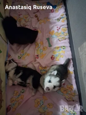 Две мъжки кученца хъски