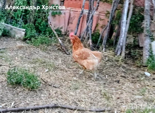 кокошки различни породи, снимка 2 - други­ - 55460290
