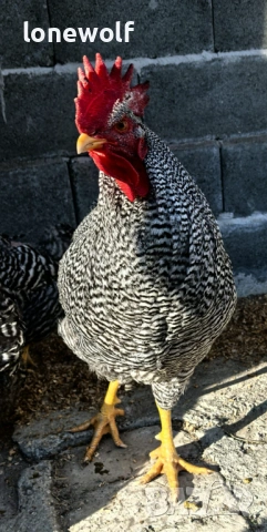 Амрок, снимка 3 - Кокошки и пуйки - 53958918