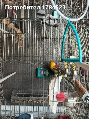 Поен мъжки папагал 25г, снимка 9 - Папагали - 54091098