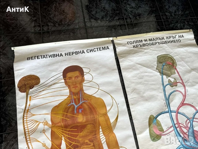 Соц Учебни Медицински Плакати Постери Табла, снимка 3 - Антикварни и старинни предмети - 55691032