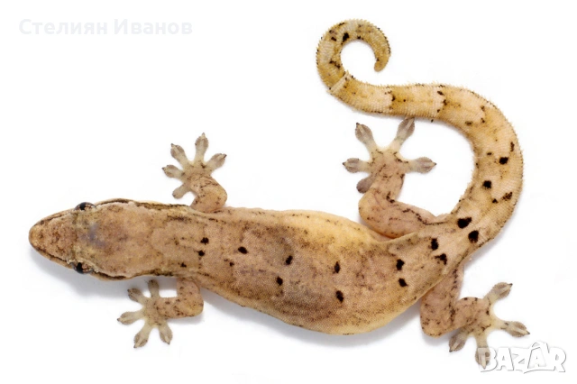 Траурен гекон, плачещ гекон, пенангски люспопръст гекон, лугубрис (Lepidodactylus lugubris)