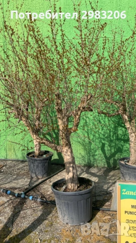 Продавам растения от нар, снимка 3 - Градински цветя и растения - 54081734