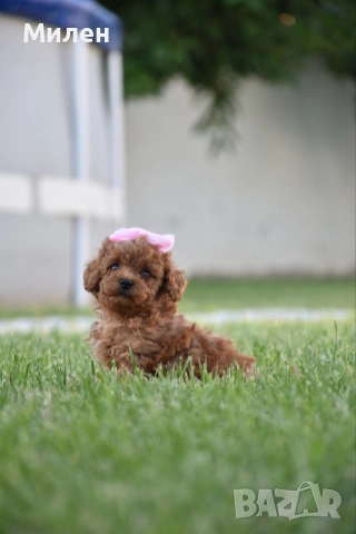 Той пудел Toy poodle, снимка 13 - Пудели - 55006000