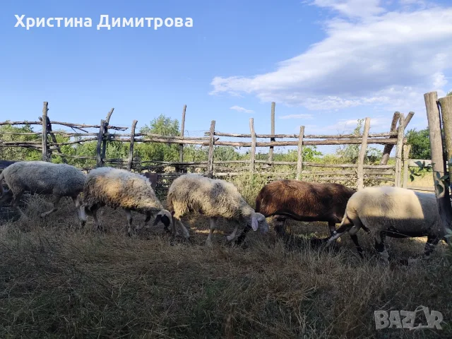 Продавам малко стадо овце, снимка 5 - Овце - 55448834