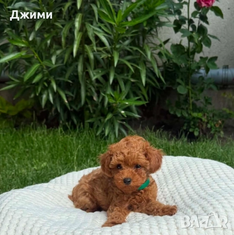 Пудел той !!! , снимка 3 - Пудели - 53853936