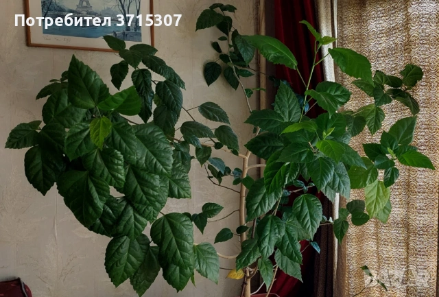 Китайска роза два броя,кливия
