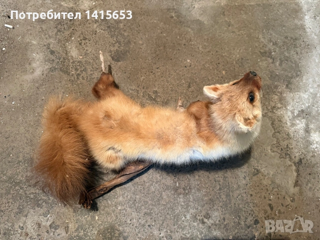 Продавам препарирани животни , снимка 11 - Други ценни предмети - 55213402