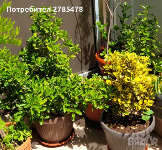 Японски чашкодрян, снимка 4 - Градински цветя и растения - 54709804