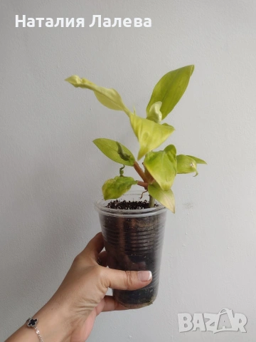 Филодендрон, philodendron Malay Gold, снимка 3 - Стайни растения - 55231854