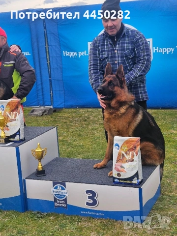 Малки немски овчарки, снимка 8 - Немска овчарка - 54177886