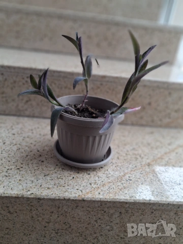 Стайни цветя, снимка 7 - Стайни растения - 51550749