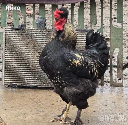 Петли, снимка 6 - Кокошки и пуйки - 52912712