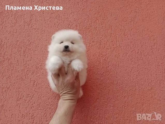 Померани. Реални снимки от днес !, снимка 7 - Померан - 54020046