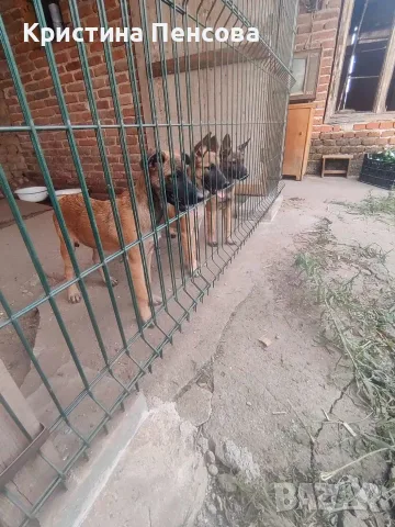 Белгийска овчарка 
