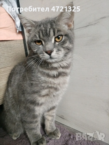 Британско таби. , снимка 3 - Британска късокосместа - 53250363