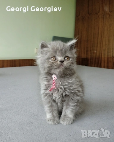 Британчета котета, снимка 2 - Британска късокосместа - 54649069