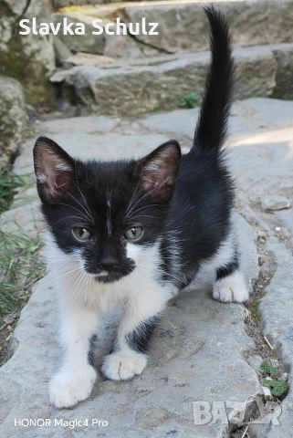 котенца, снимка 4 - Други - 55088893