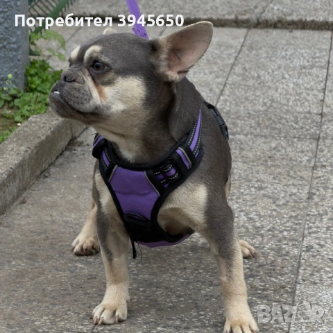 Blue&Tan френски булдог , снимка 2 - Френски булдог - 54029910