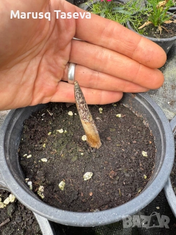 Арум , снимка 2 - Други стоки за дома - 54329481