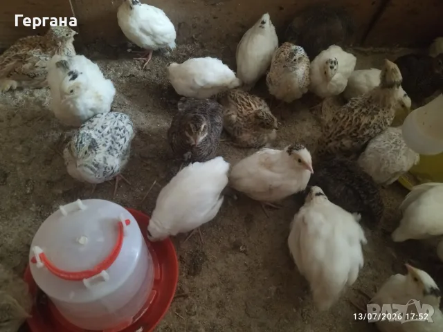  Пътпъдъци пронасящи