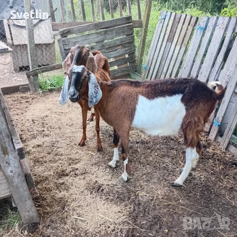 Дойни  кози област Варна 