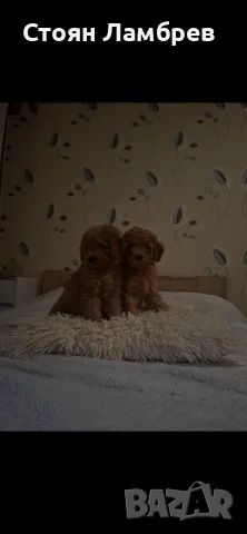 Пудел Той кученце, снимка 2 - Пудели - 55534755