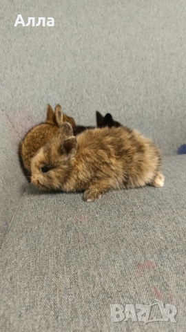 Декоративни зайчета , снимка 4 - Декоративни зайчета - 54080813