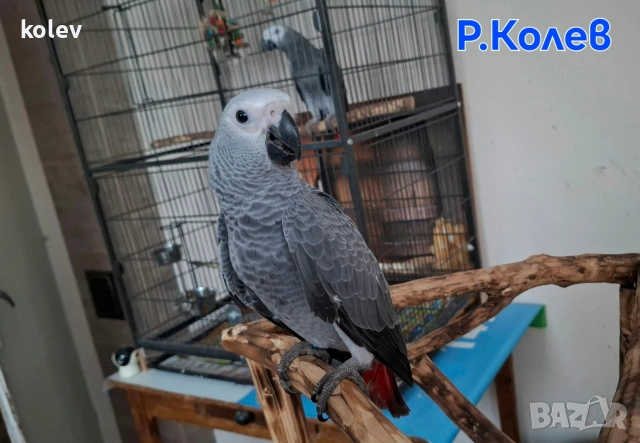 Ръчно хранен папагал Жако / бебе, снимка 4 - Папагали - 55081184