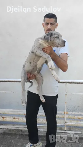 Свободни 2 Ж американски булита хл от родословни родители, снимка 9 - Американски стафордширски териер - 54843468