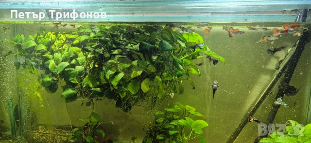 Растение за Аквариум Анубис Нана , снимка 3 - Аквариуми - 54337328