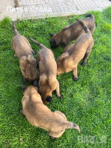 Малки кученца , снимка 3 - Белгийска овчарка - 54251779