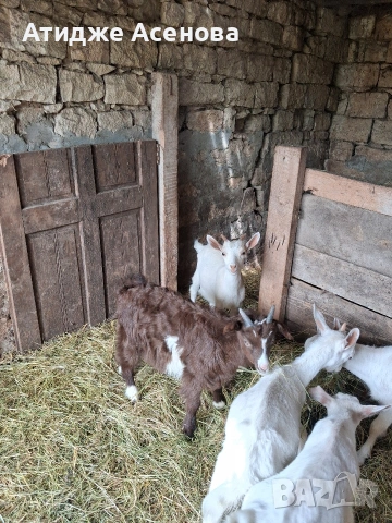 продавам 1 мъжко яре кам 14 килограма 
