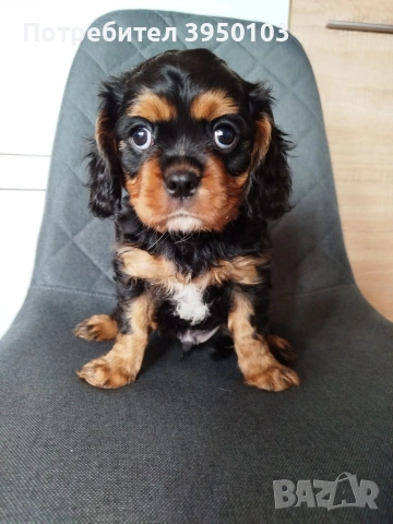 Кавалер Кинг Чарлз шпаньол, снимка 11 - Кавалер кинг чарлз шпаньол - 54088586