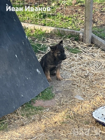 Немска Овчарка Сивак, снимка 8 - Немска овчарка - 54196161