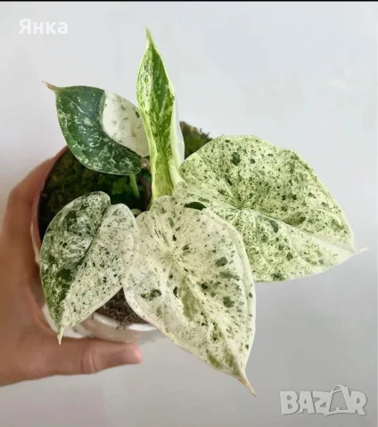 Alocasia Dragon Scale Mint