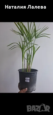 Водна палма, циперус, cyperus alternifolius Big form, снимка 4 - Стайни растения - 55320822