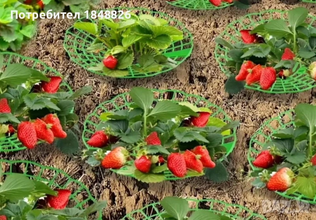 Мрежи / подложки / розетки за ягоди