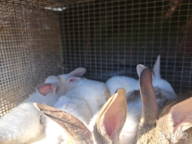 Продава зайци, снимка 5 - Други животни - 54308777