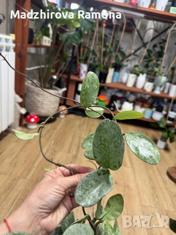Hoya Хоя Carnosa Nova Ghost 
