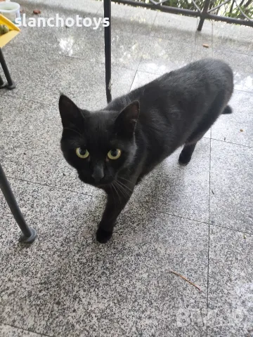 Черно коте, около 3г
