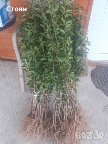 Жив плет, Лигуструм