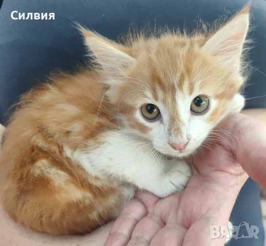 Подарявам котенца , снимка 7 - Други - 55077511