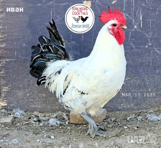 Разплодни яйца от Сребърно Брезе-яйца от220до 250 брнай вкусното месо., снимка 3 - други­ - 54576982
