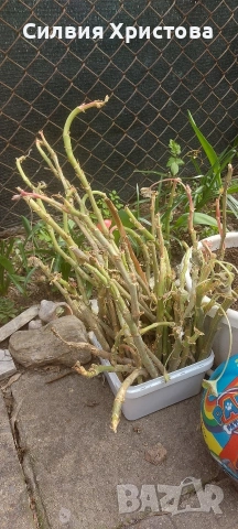 Продавам резници от 20 цвята мушкати, снимка 2 - Градински цветя и растения - 53990690